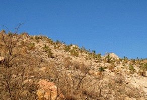 2006年城陽嶗山水庫植樹活動(dòng)成果展示