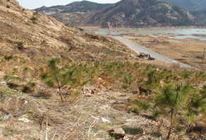 2006年城陽嶗山水庫植樹活動(dòng)成果展示