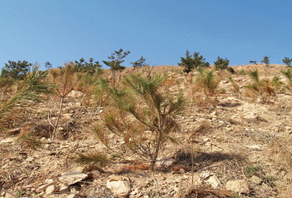 2006年城陽嶗山水庫植樹活動(dòng)成果展示