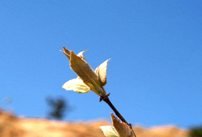 2006年城陽嶗山水庫植樹活動(dòng)成果展示