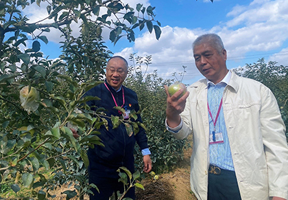 滯銷蘋果一天上餐桌 永旺超市農(nóng)超對接助民生